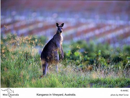 Good Food Fighter Profile: Wine Australia