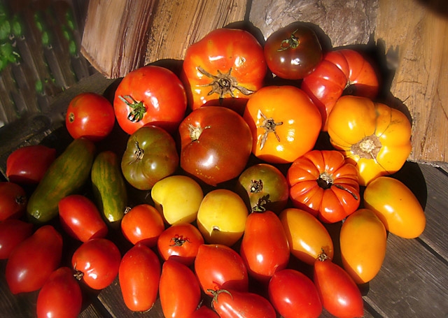 All The Best Harvest: Slow Roasted Tomatoes