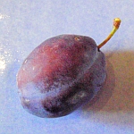 The Last Fruit of Summer: Plums