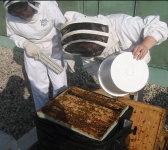 Chef (and Bees) On The Roof