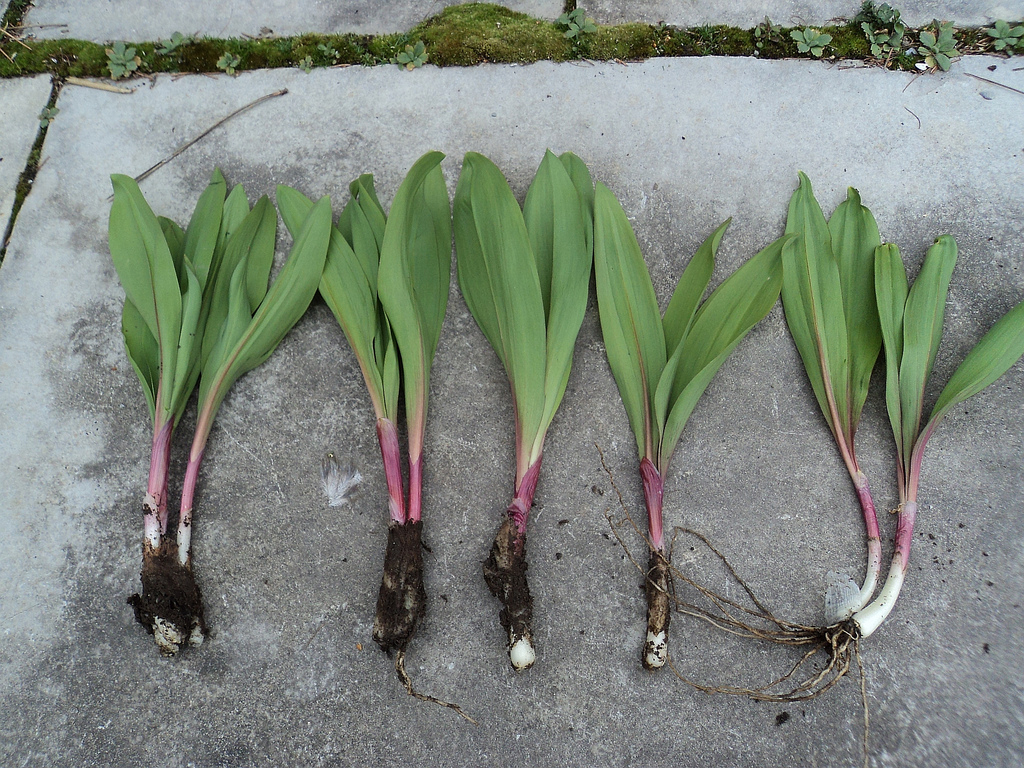They’re Called Ramps
