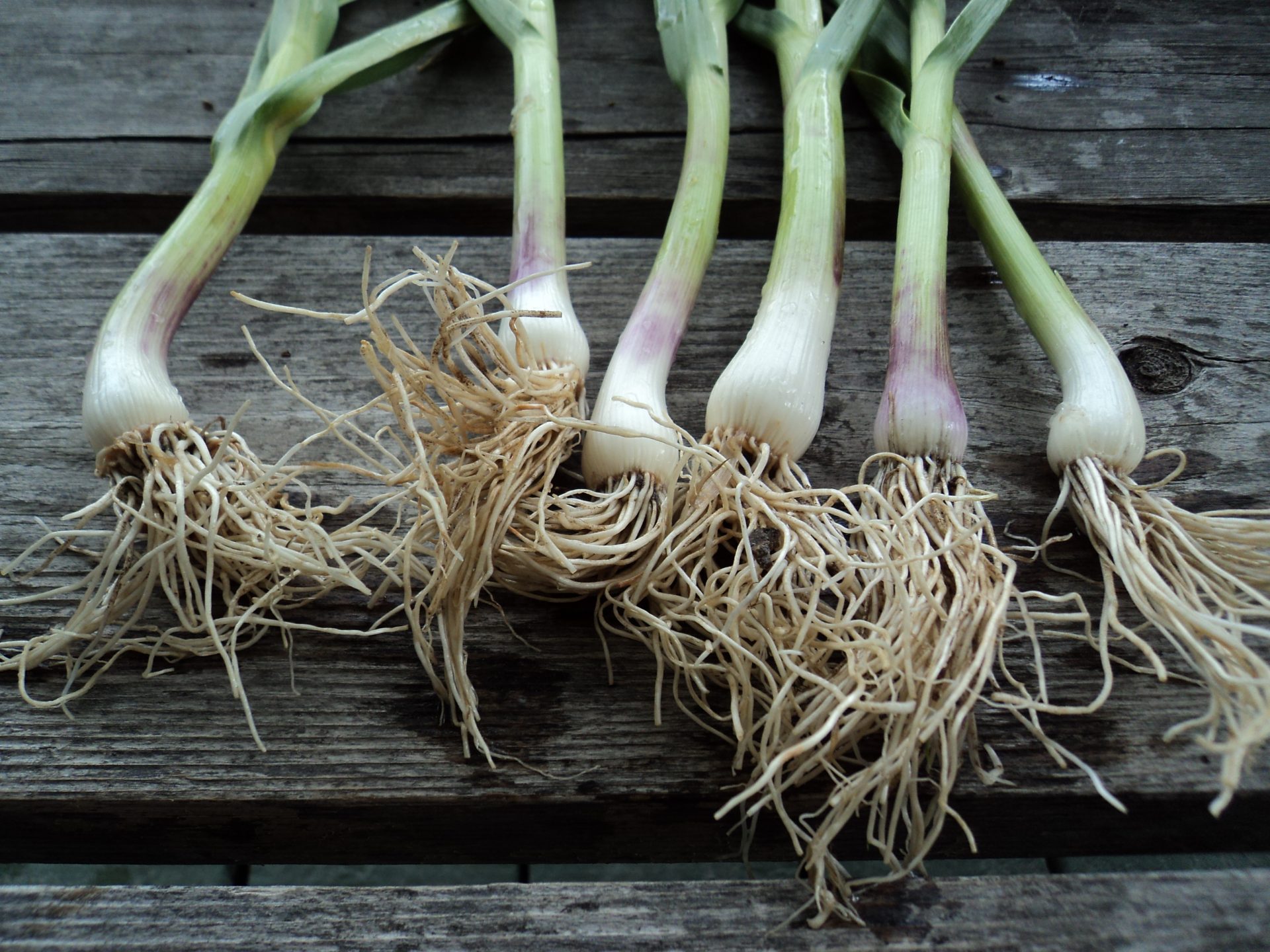 In Season Now: Green Garlic