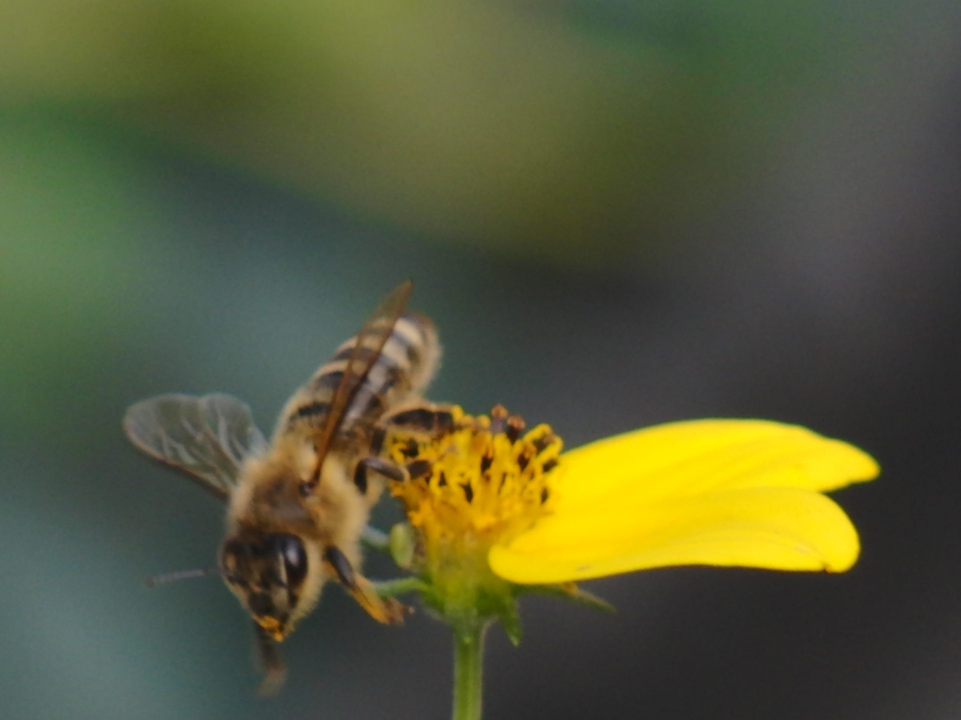 Beekeeper’s Corner: Spring Update