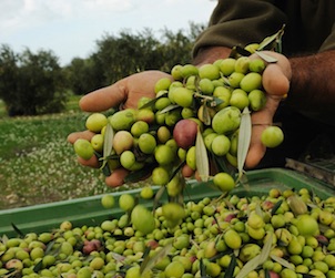 Olive Oil Crisis
