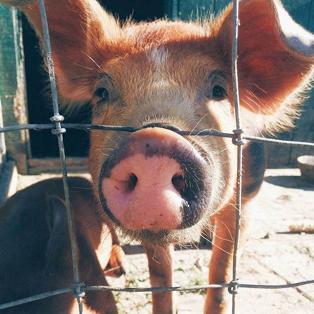 Mangalitsa Pigs Are Bringing Home The Bacon
