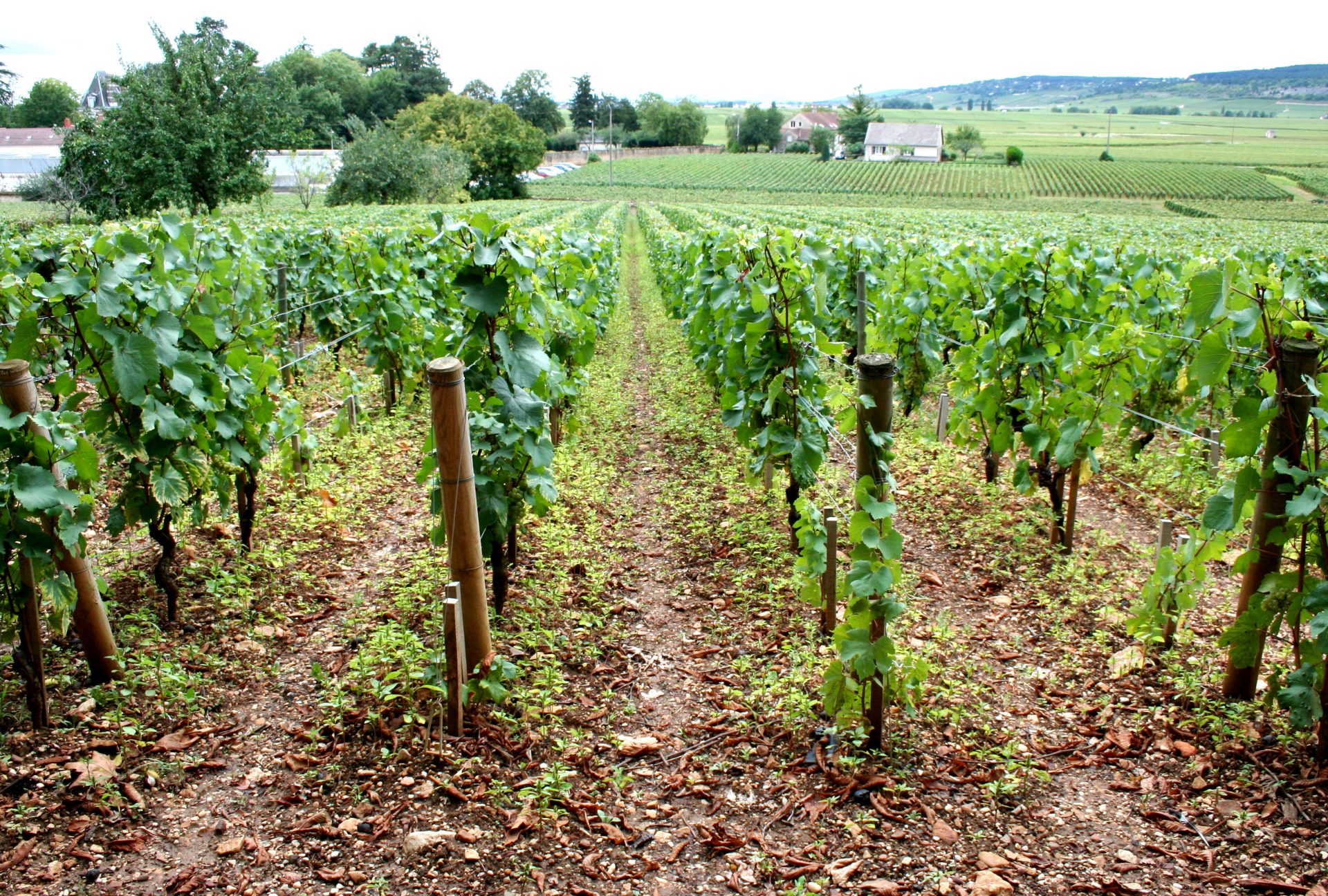 Dreams of Terroir : The Villages Of Burgundy