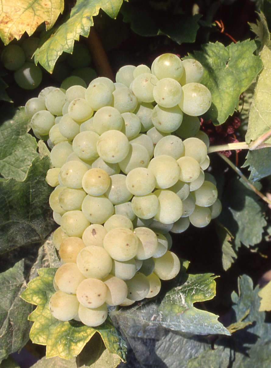 The Grape Hunter : Carignan Blanc