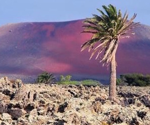 Canary Islands Volcanic Wines from Viñátigo