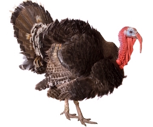 GFR Challops: There is No Turkey Wine