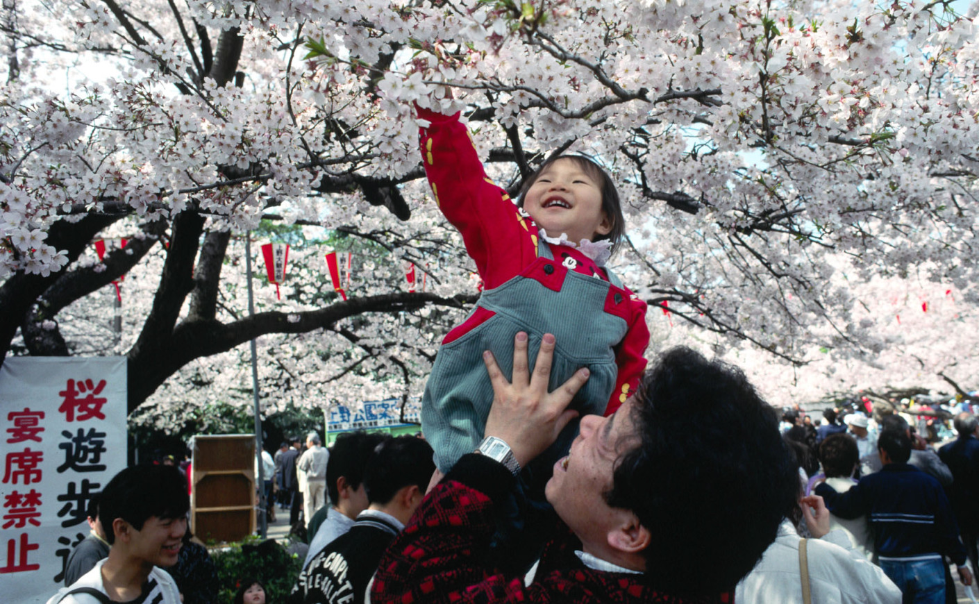 Hanami : Some Thoughts Upon Drinking Outdoors In Japan