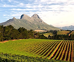 Taste South Africa’s Premium Independent Wines
