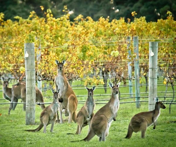 New Wave Australian Wines