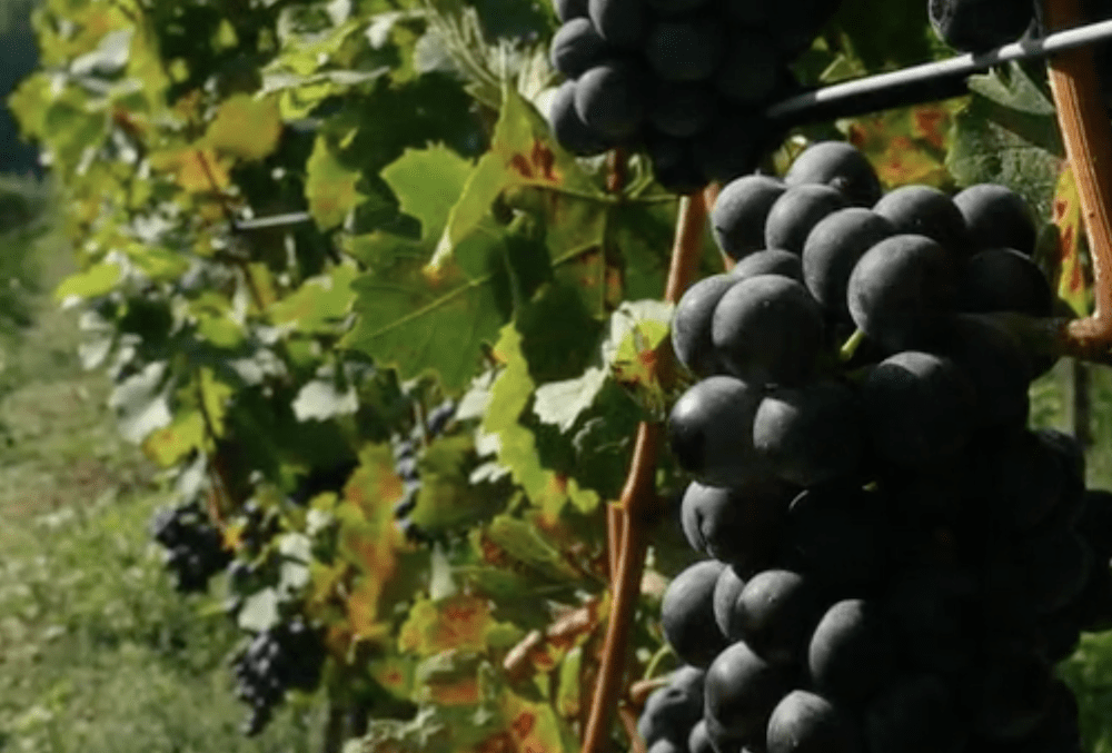 Grapes In Ontario : Gamay