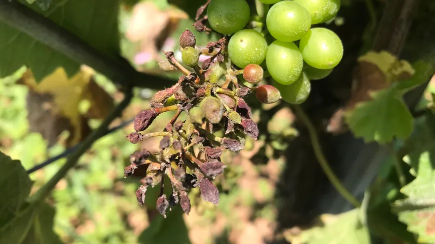 Snapshots from the 2021 French Grape Harvest: Frost, Hail, & Relentless Rain