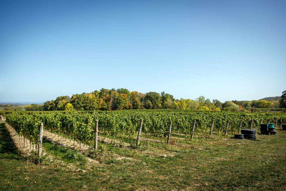 A Vineyard In View: Mottiar Vineyard