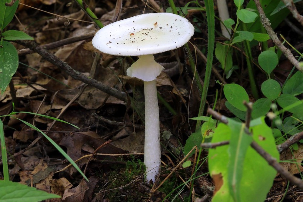 How NOT To Eat In The Wild Part 5: Toxic Mushrooms