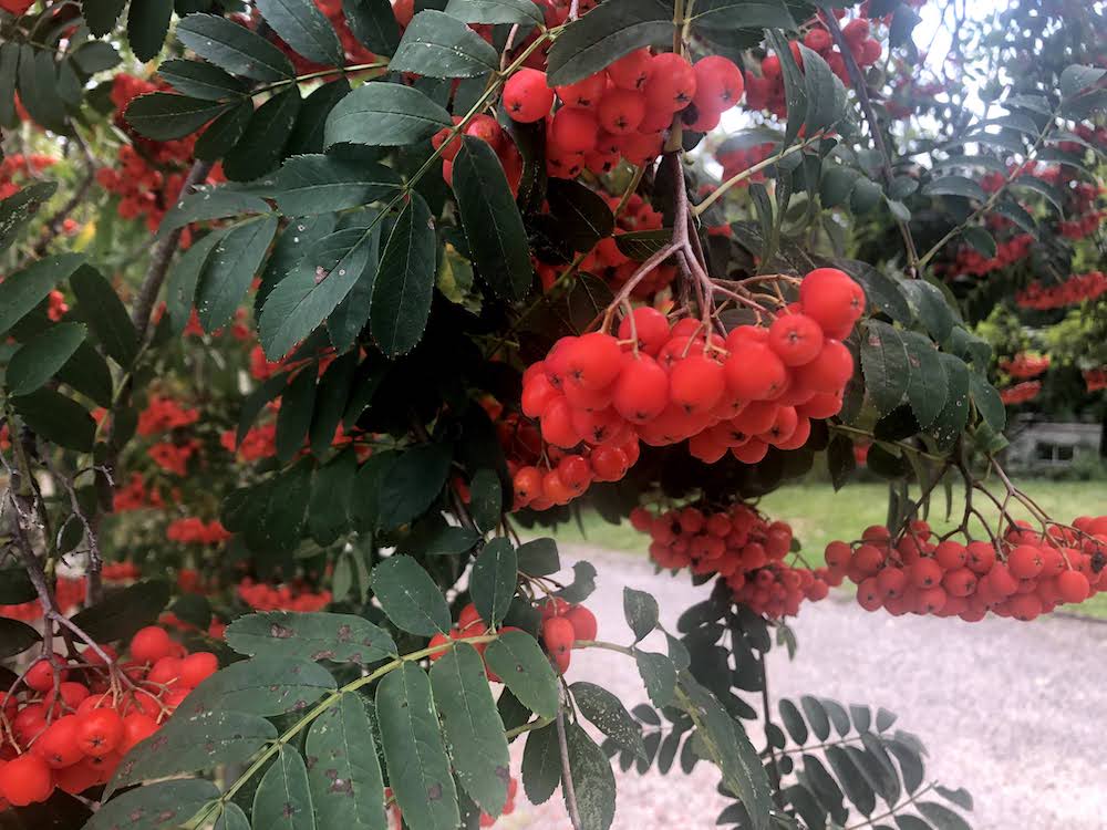 How To Eat In The Wild Part 6: Rowan Berries