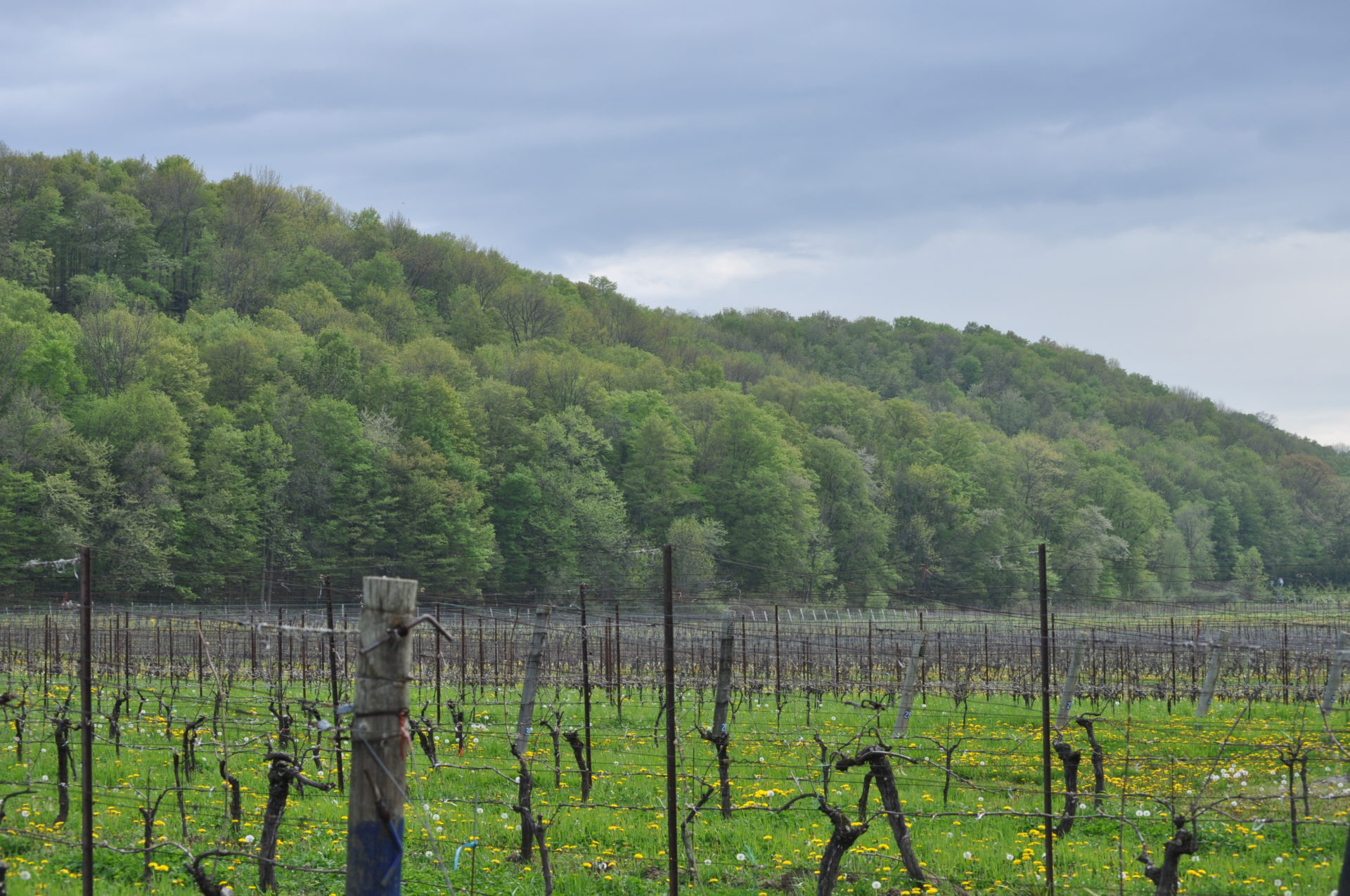 A Vineyard in View: Rosomel Vineyard
