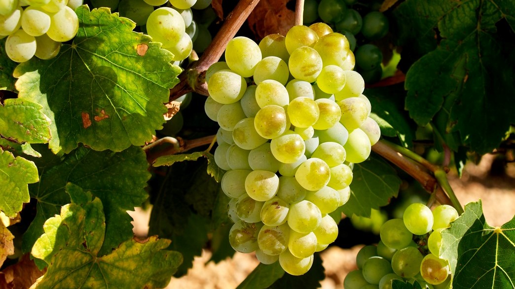Rueda And The Renaissance Of Verdejo