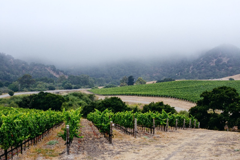 Introducing : Oceano Wines – Coolest Climate California