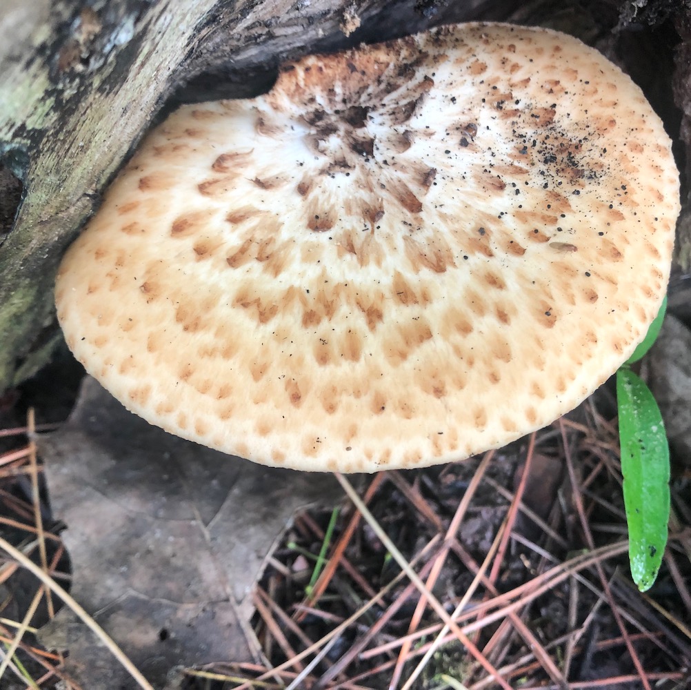How To Eat In The Wild Part 8: Dryad’s Saddle AKA Pheasant’s Back