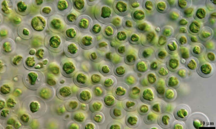 Farming marine phytoplankton for human consumption – Part 1