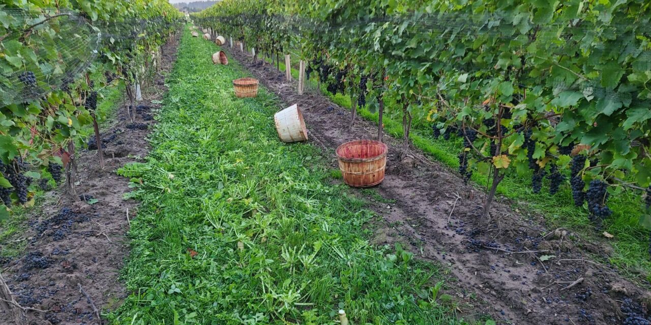 A Vineyard in View: Kezcan Vineyard