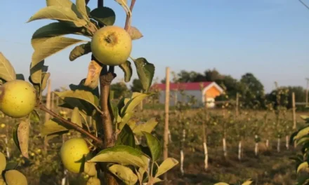 A wish for the future of Ontario cider