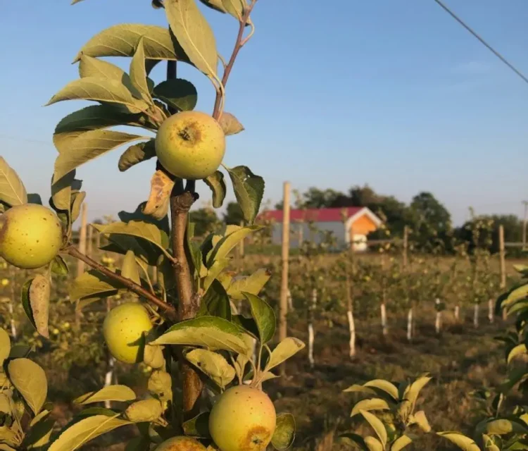 A wish for the future of Ontario cider