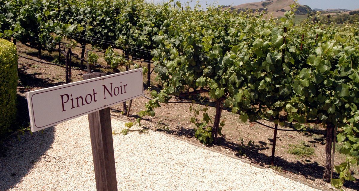 Pinot Heroes: A Celebration of Pinot Noir