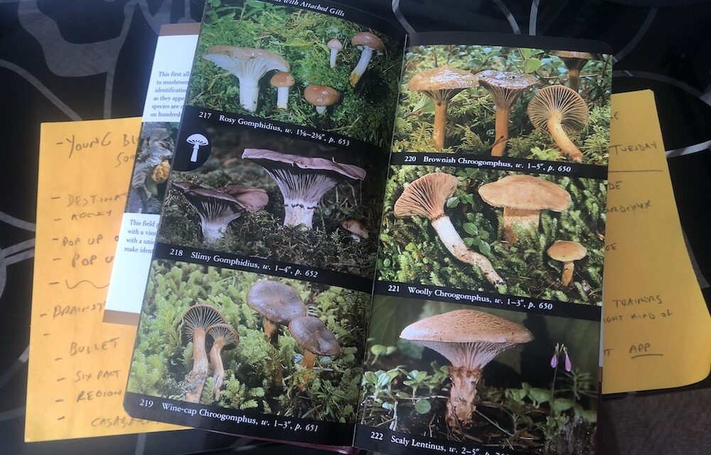 Read This: My Favourite Mushroom Field Guide