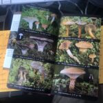 Read This: My Favourite Mushroom Field Guide