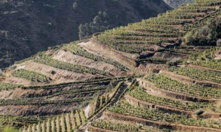 Vintages Feature: Lua Cheia Old Vines Red