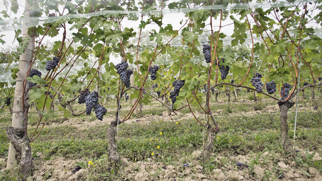 Roberto Voerzio La Morra vineyard yield