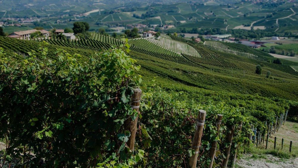 Roberto Voerzio La Morra Vineyards