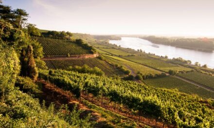 Destination Collection Germany : The Wines of Kühling-Gillot