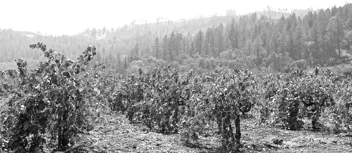 Turley Wine Cellars – Single Vineyard Zinfandels from a California Original