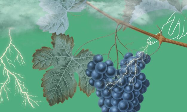 Hybrid Theory: A Moment for Hybrid Wines and Climate Change Part One
