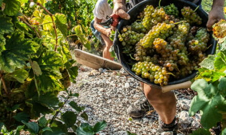 Understanding the ethereal allure of the alpine wines of Savoie – Part 2