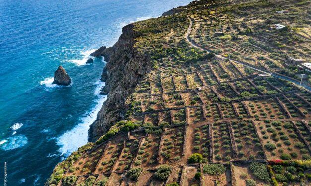 Veering Way Off the Beaten (Wine) Path: The Volcanic Wines of Pantelleria