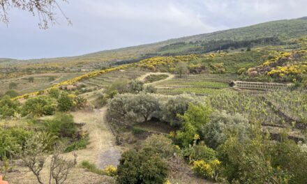 Sicily Day 1: Northern Etna – Animaetnea and Tenuta di Fessina