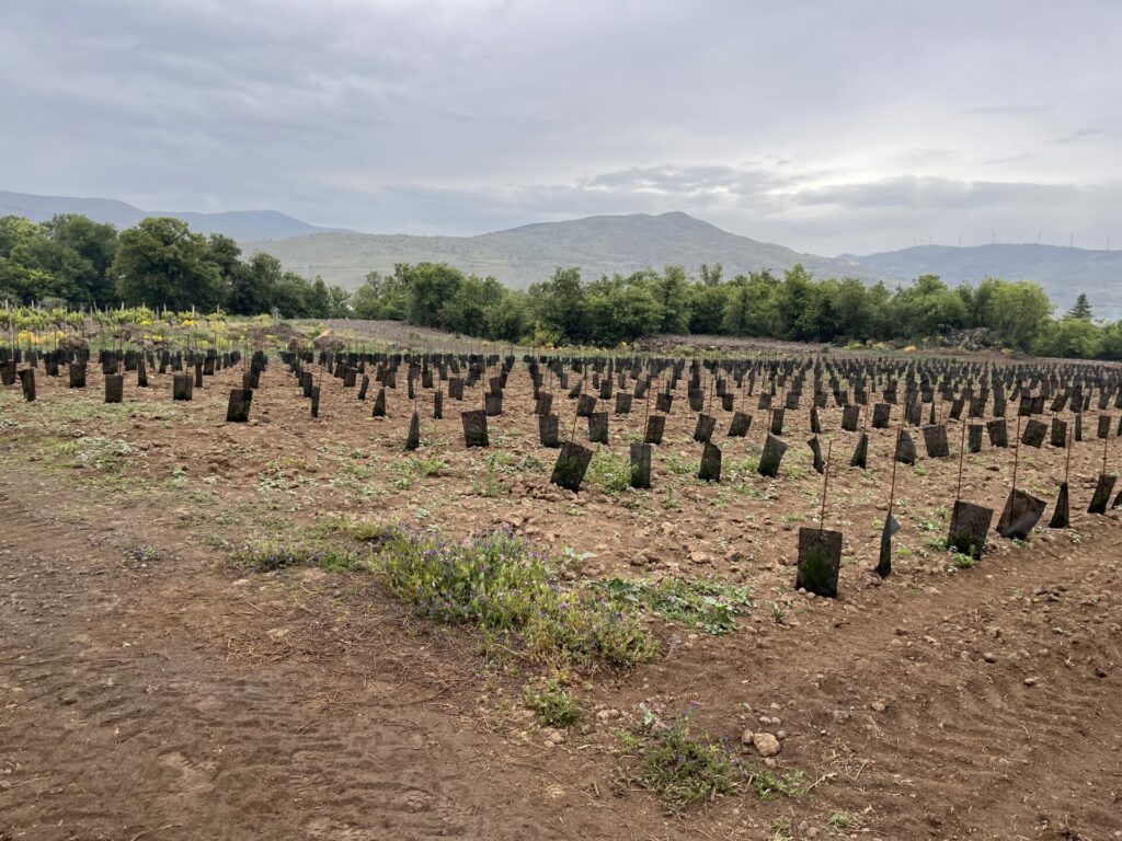 New plantings of Nerello Mascalese in Girolamo Russo’s San Lorenzo Vineyard.
